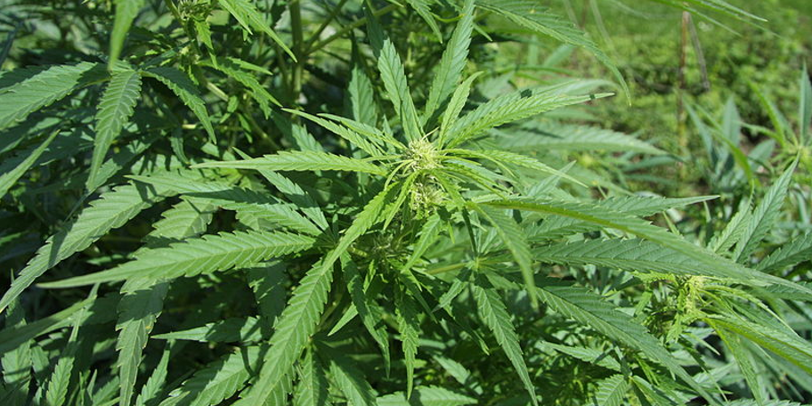 Légalisation du cannabis : des outils pour professionnels de la santé Légalisation du cannabis : des outils pour professionnels de la santé