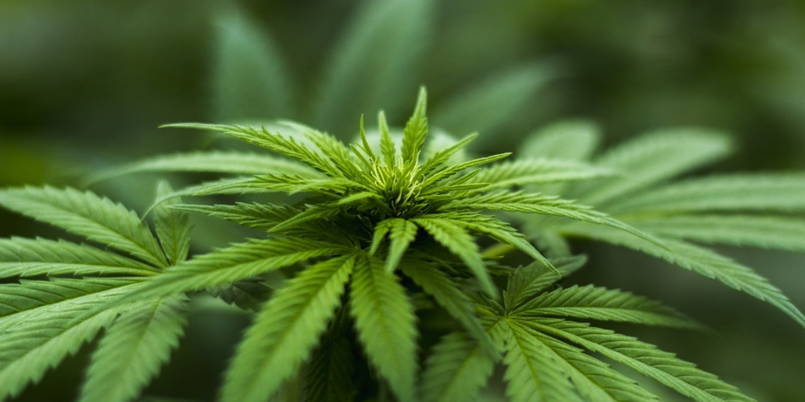 Légalisation du cannabis : des outils pour professionnels de la santé Légalisation du cannabis : des outils pour professionnels de la santé