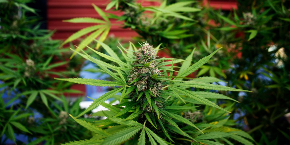 Légalisation du cannabis : Employeurs, êtes-vous prêts? Légalisation du cannabis : Employeurs, êtes-vous prêts?