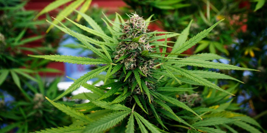 Légalisation du cannabis : Employeurs, êtes-vous prêts? Légalisation du cannabis : Employeurs, êtes-vous prêts?